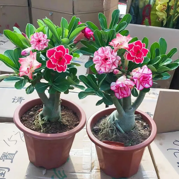 💐Desert Rose Seeds💖Various Colors🌱Long Flowering Period