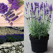Last Day Sale - 60% OFF💐Provence Lavender Seeds Fragrant Organic Flower Seeds Home Garden Bonsai Plant