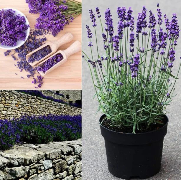 Last Day Sale - 60% OFF💐Provence Lavender Seeds Fragrant Organic Flower Seeds Home Garden Bonsai Plant