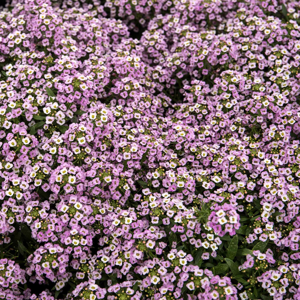 Sweet Alyssum Seeds (Dwarf) - Royal Carpet