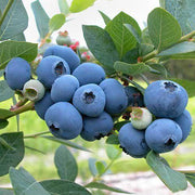 🫐King of Berries🫐 - 🔥Giant Blueberry Fruit Seeds🔥 - Four Seasons Plants