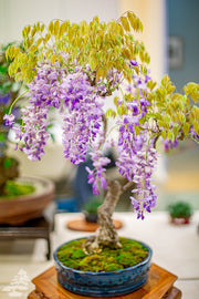 💐Stunning Flowers Blue Jacaranda Seed🌱Long Flowering Period