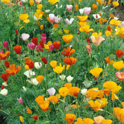 California Poppy Seeds - Mixed Colors