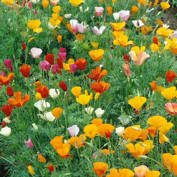 California Poppy Seeds - Mixed Colors