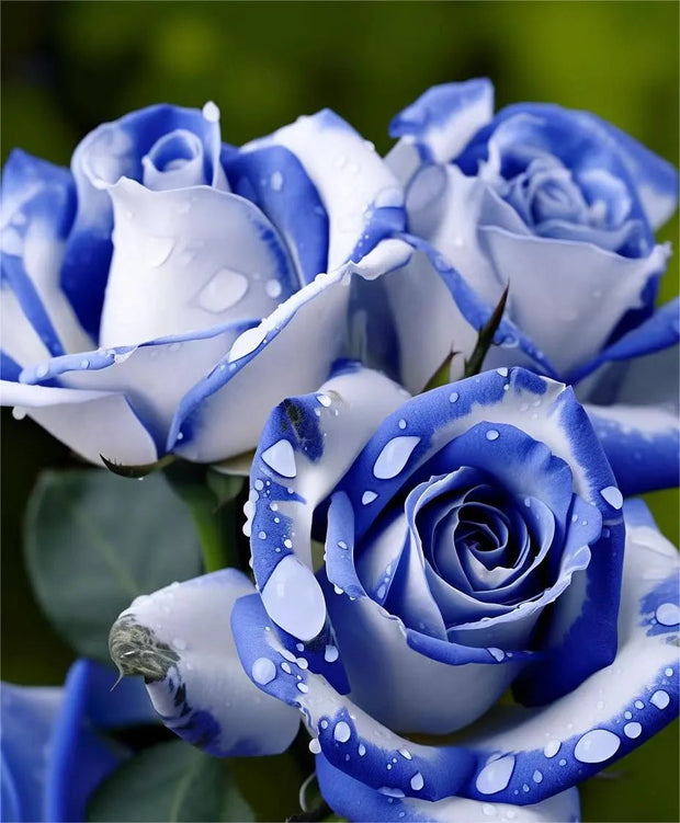 💥50% OFF 💙Blue Enchantress Mix Blue Rose Seeds✨