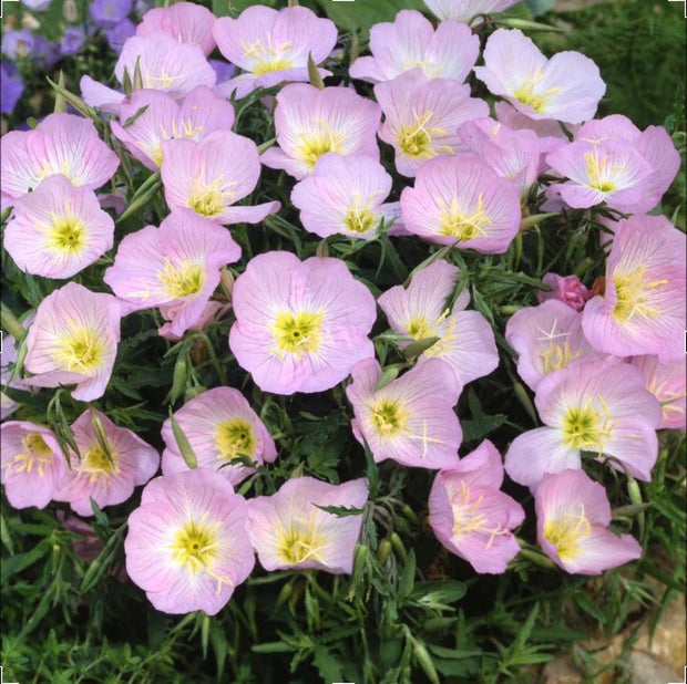 🌸Beautiful evening primrose seeds