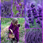 Last Day Sale - 60% OFF💐Provence Lavender Seeds Fragrant Organic Flower Seeds Home Garden Bonsai Plant