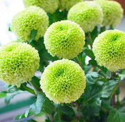 🏵️Colorful Ping Pong Chrysanthemum Seeds