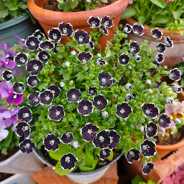 💙Baby-Blue-Eyes Seeds—Sky Color