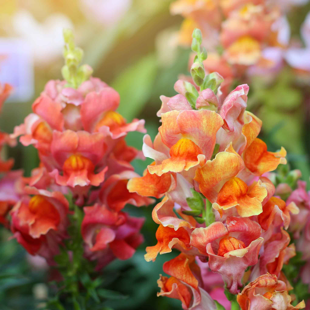 Snapdragon Seeds - Rocket Bronze