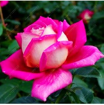 bag Black Rose Flower Colorful Rose Petals Plant Seeds for Home Garden