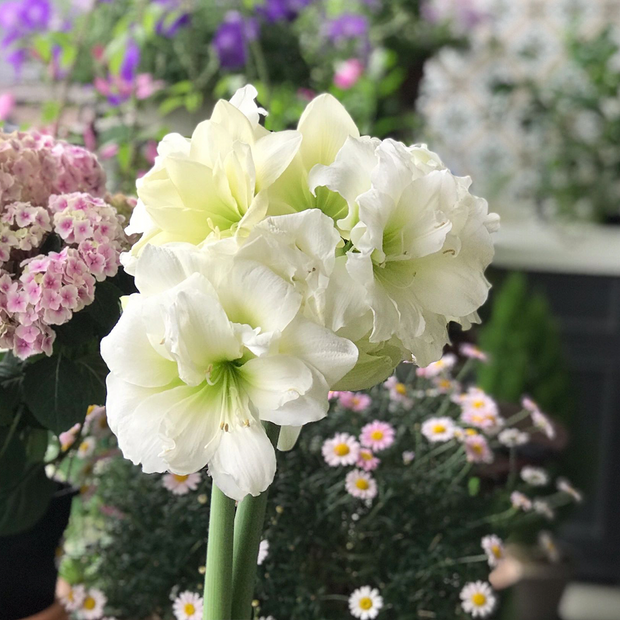 Amaryllis Bulbs - Afrey