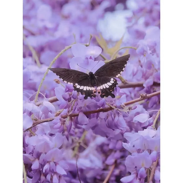 🌿WISTERIA FLOWER SEEDS--NATURE'S PURPLE ELEGANCE