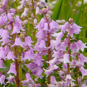 🧚‍♂️🔔Bluebell—The Lucky Bell Of Fairies