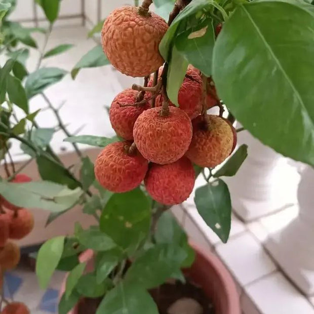 💝💝Seedless Lychee Seeds