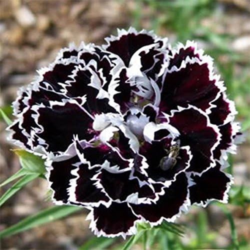 Dianthus Heddewigii Black White Carnation Flower Seed, Dianthus Flower, Natural, Non GMO, Heirloom