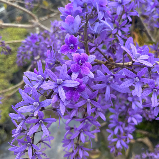 🌿WISTERIA FLOWER SEEDS--NATURE'S PURPLE ELEGANCE