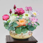 🌸【7 days germination】💐The Sacred Bonsai Bowl Lotus Flower