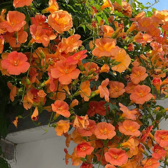 🧡Campsis Radicans - The First Choice In Summer