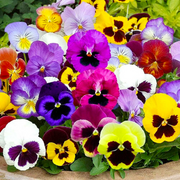 🌺Premium Pansy Seeds