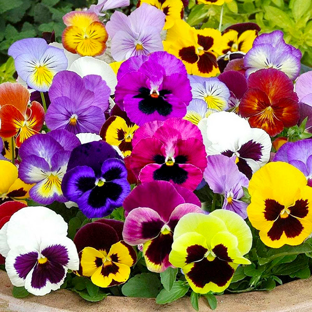 🌺Premium Pansy Seeds