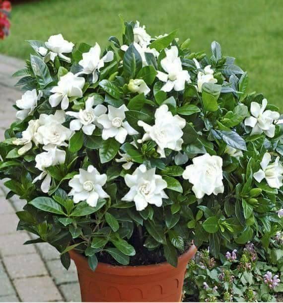 Cape Jasmine Seeds-50% OFF
