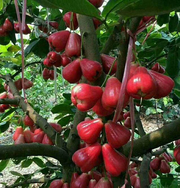 🔥HOT SALE-Wax-apple Fruit Seeds🍹
