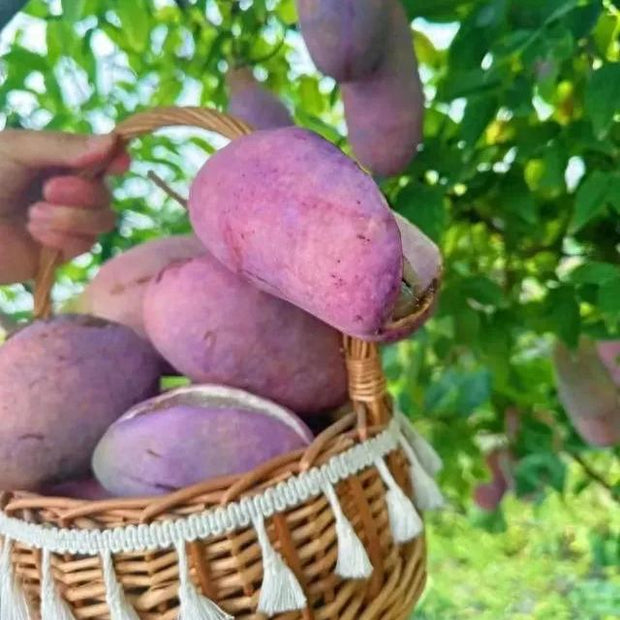 Stauntonia Latifolia Seeds-Organic Food😍
