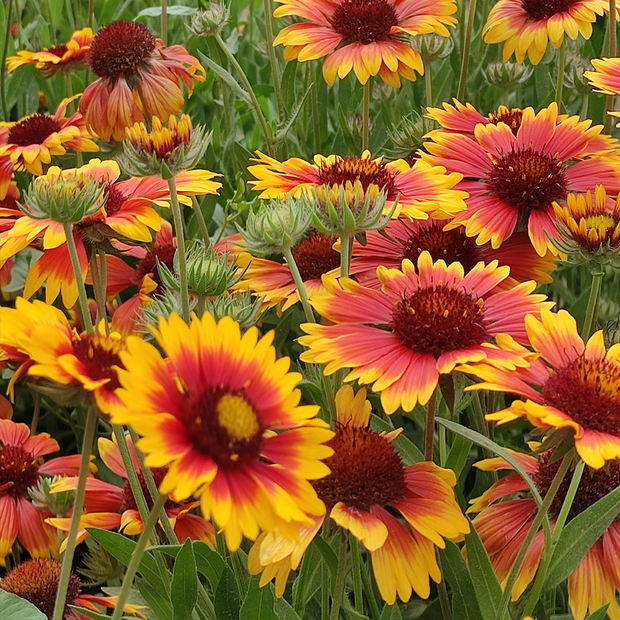 Blanket Flower Seeds