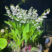 Lily of the Valley Roots