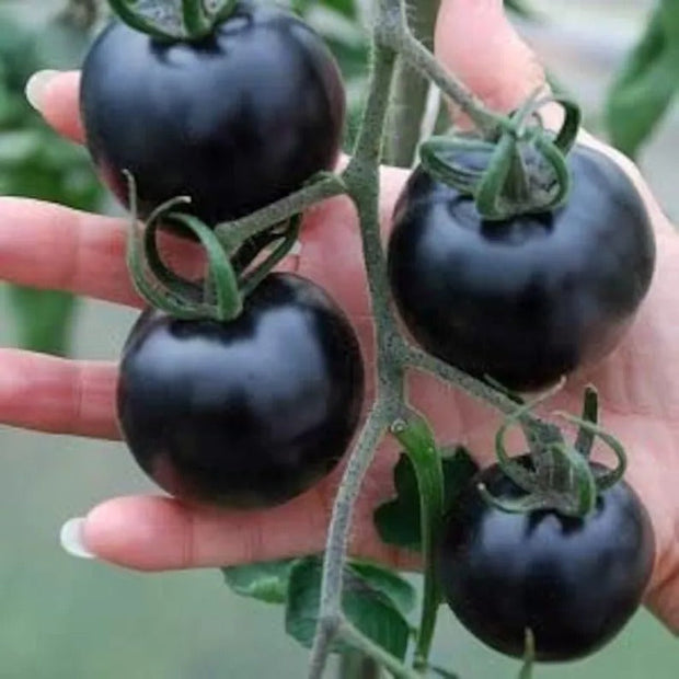 50/100 Organic Indigo Rose Tomato Seeds, Heirloom, Non-GMO, Solanum Lycopersicum😍
