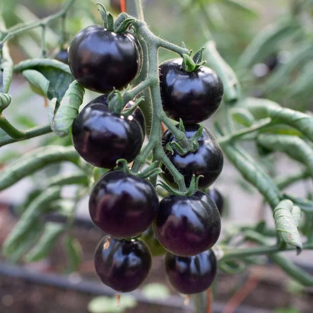 50/100 Organic Indigo Rose Tomato Seeds, Heirloom, Non-GMO, Solanum Lycopersicum😍