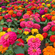 🌺Double Zinnia Mixed Color Seeds