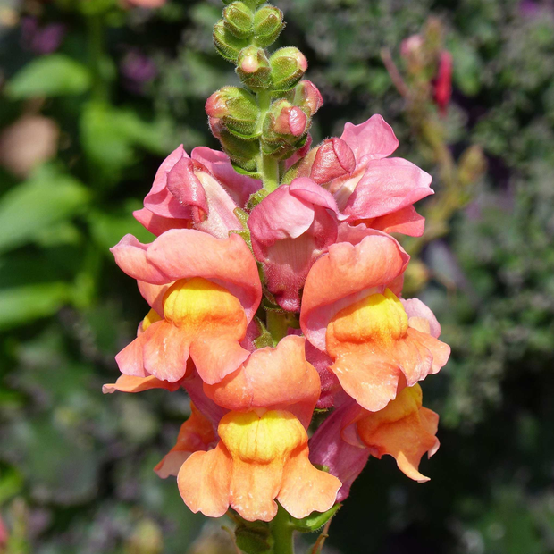 Snapdragon Seeds - Rocket Bronze