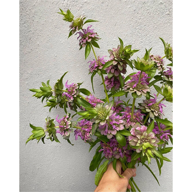 😍Last Day Sale - 60% OFF✨Lemon Mint Seeds