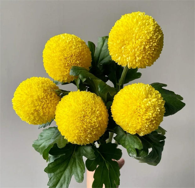 🏵️Colorful Ping Pong Chrysanthemum Seeds