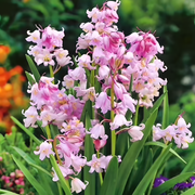 🧚‍♂️🔔Bluebell—The Lucky Bell Of Fairies