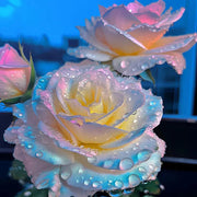 💥50% OFF 💙Blue Enchantress Mix Blue Rose Seeds✨