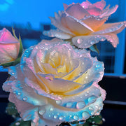 🌹Western Region Mandala Langaros Rose