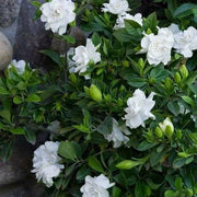 Cape Jasmine Seeds-50% OFF