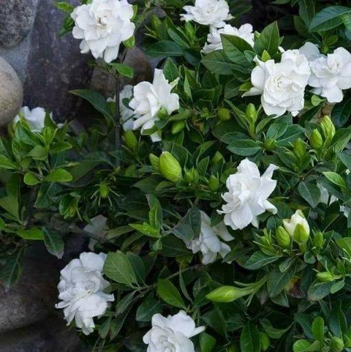 Cape Jasmine Seeds-50% OFF
