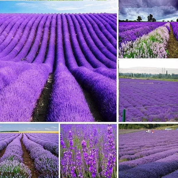 Last Day Sale - 60% OFF💐Provence Lavender Seeds Fragrant Organic Flower Seeds Home Garden Bonsai Plant