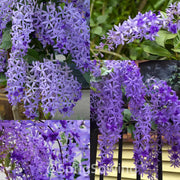 🌿WISTERIA FLOWER SEEDS--NATURE'S PURPLE ELEGANCE