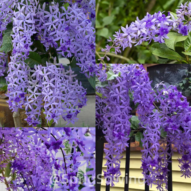 🌿WISTERIA FLOWER SEEDS--NATURE'S PURPLE ELEGANCE