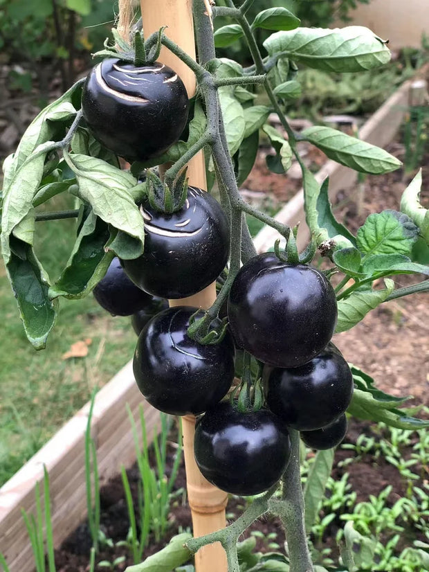 🍅Rare Black Tomato Seeds