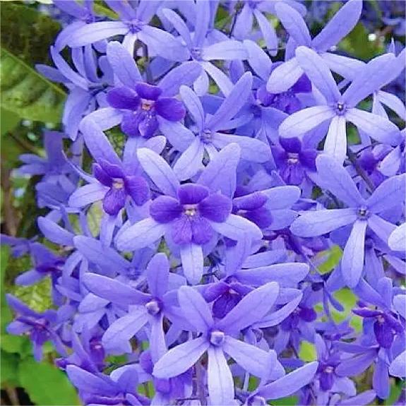 🌿WISTERIA FLOWER SEEDS--NATURE'S PURPLE ELEGANCE