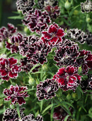 Dianthus Heddewigii Black White Carnation Flower Seed, Dianthus Flower, Natural, Non GMO, Heirloom