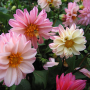Mixed Dahlia Seeds