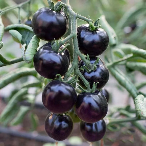 🍅Rare Black Tomato Seeds