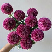 🏵️Colorful Ping Pong Chrysanthemum Seeds
